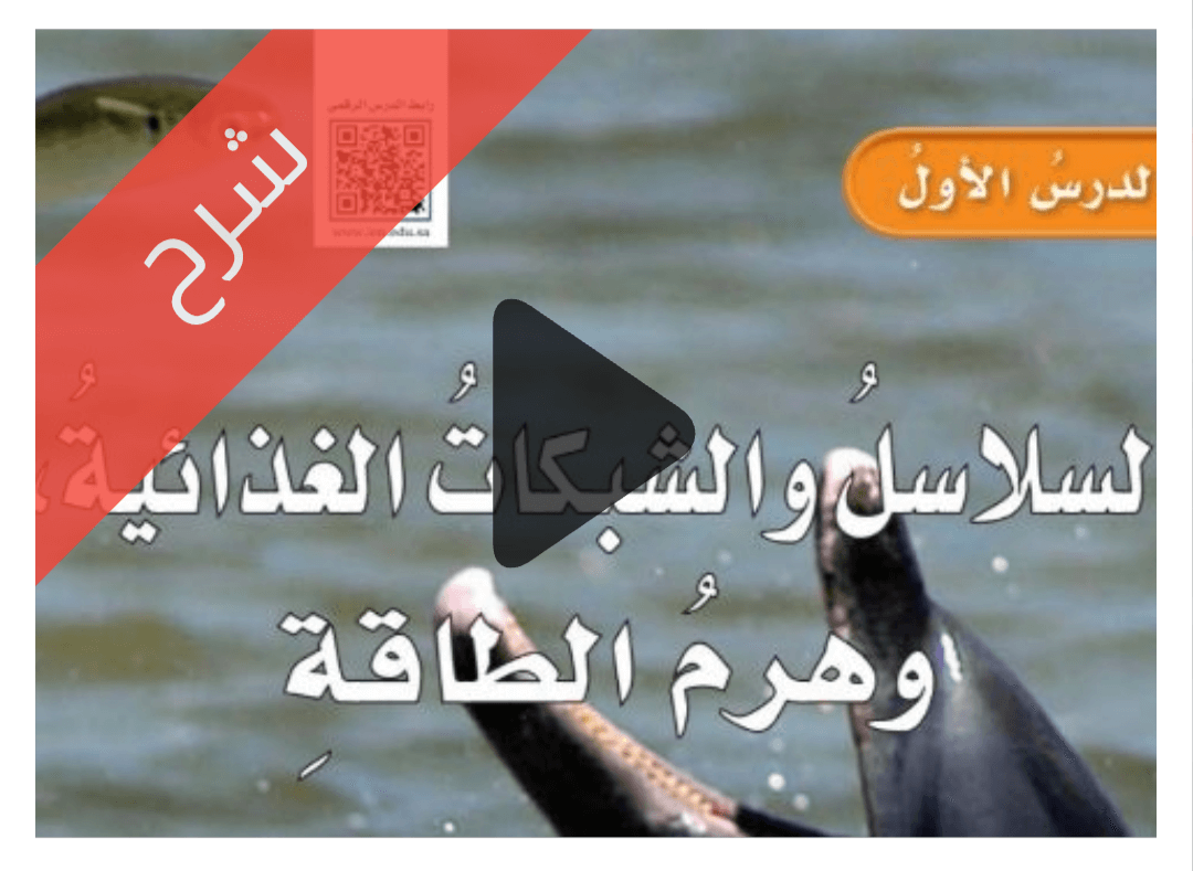 درس السلاسل والشبكات الغذائية وهرم الطاقة